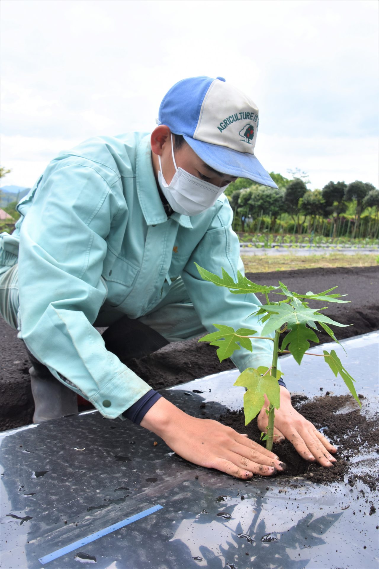 鳥取県立倉吉農業高校 青パパイアの試験比較を行っています - JA鳥取中央