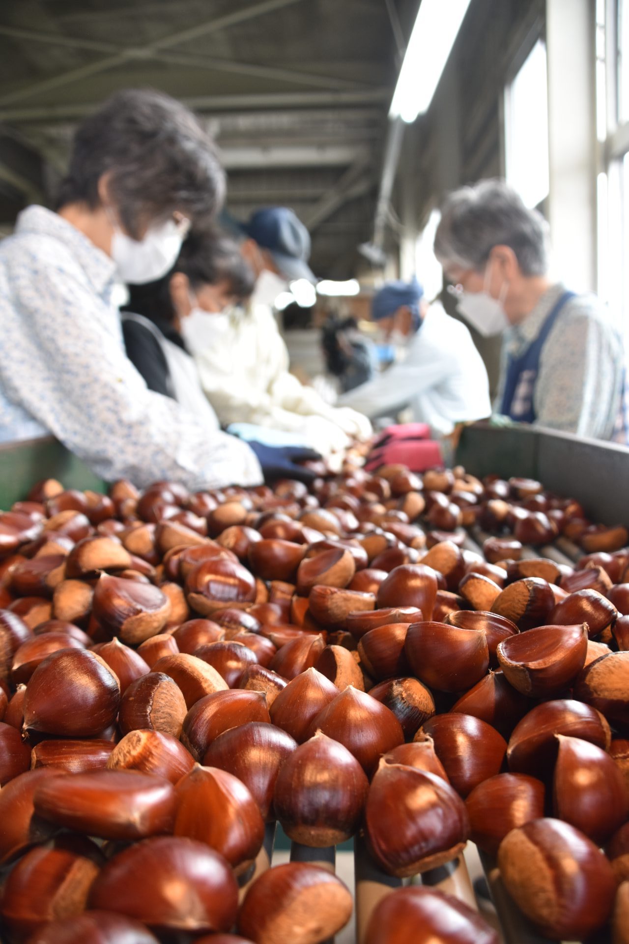 栗「ぽろたん」出荷開始 - JA鳥取中央